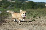 CORGI PEMBROKE 765